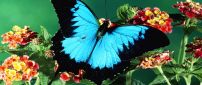 Big blue butterfly on the red flowers