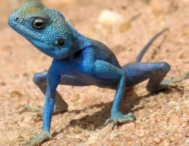 Australian Blue Lizard