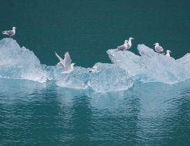 Seagulls on the iceberg in middle of the ocean