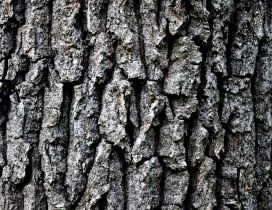 Grey tree bark HD