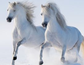 Two beautiful white horses running in the snow