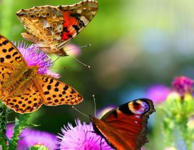 Three colorful butterflies on the pink flowers