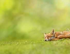 Baby fox sleeping in grass
