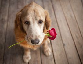 Dog holding a rose in mouth
