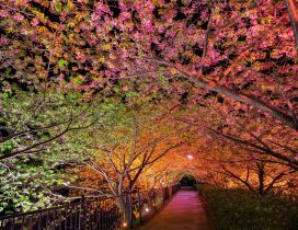 Tunnel under the blooming branches of trees
