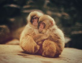 Two brown baby monkeys embrace