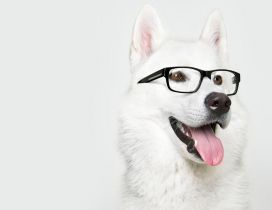 White Dog wearing a pair of glasses