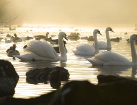 Four swans and many ducks on the lake in the morning