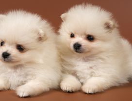 Two sweet white Pomeranian puppies