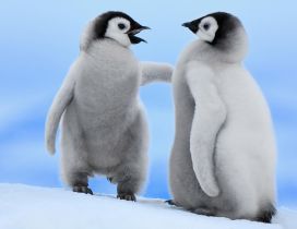 Two cute baby penguins talking