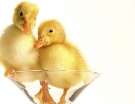 Two chickens duck in the glass