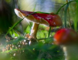 Red mushrooms in the green grass