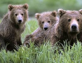 Three raining bears in the grass