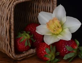 Inverted basket of strawberries and white daffodils