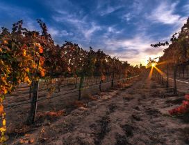 Autumn sunset in a vineyard