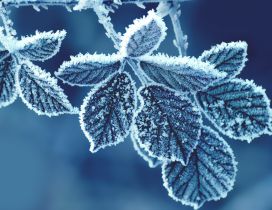 Frozen leaves - Winter time