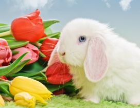 White rabbit near the bouquet of tulips