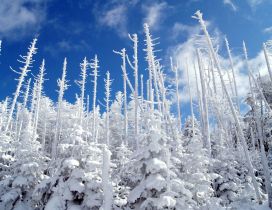 Frozen pine forest
