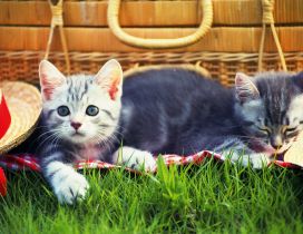 Sweet two cats at picnic
