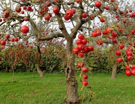 Delicious apples in the orchard