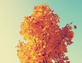 Orange autumn leaves HD