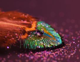 Colorful feather in flames
