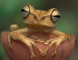 Frog with big eyes that looked straight at you