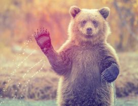 Brown bear waving to you