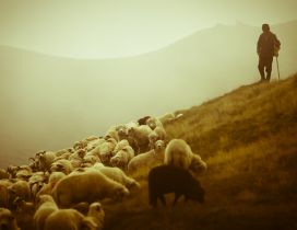 Shepherd with sheep grazing
