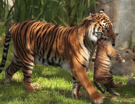 Tigress leads tiger cub in their shelter