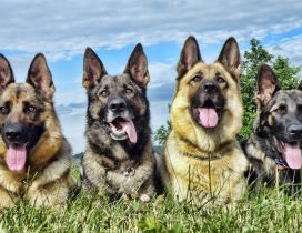 Four german shepherd dogs in the grass