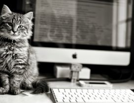 Cat and a iMac