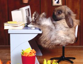 Funny rabbit with feet on desk