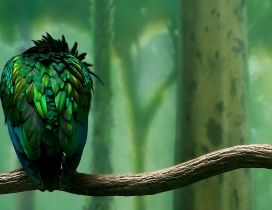 Bird with colorful feathers in many shades of green