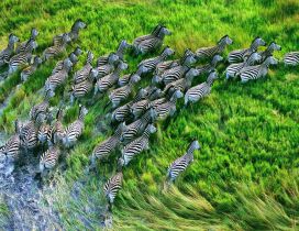 Zebras running free in grass field