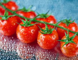 Cherry tomatoes in the rain - HD wallpaper
