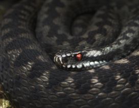 Black vipera with red eyes