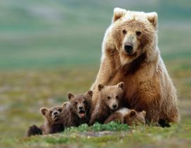 Grizzly with cubs HD