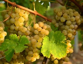 A branch with white grapes from vines