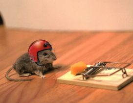 The mouse with the helmet in head besides a trap