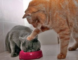 Orange and gray cats fight for food