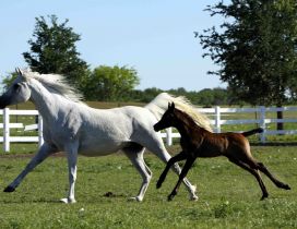 White horse running with brown foal