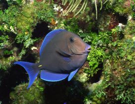 A beautiful blue fish in the water between algae