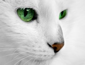 White cat with green eyes