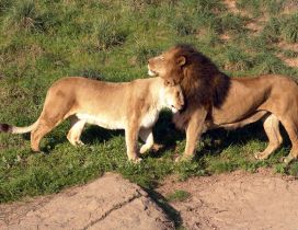 Lion and lioness are cocker -  Wild Animals