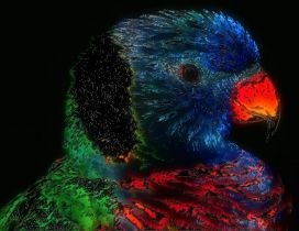 Artistic colorful bird wallpaper - Abstract wallpaper