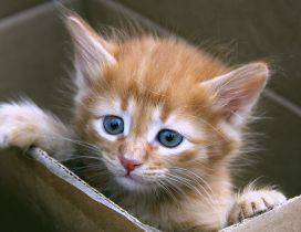 Sweet little kitten with blue eyes in box