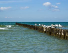 Many seagulls on the sea - Seabirds wallpaper