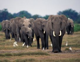 A herd of elephants on the field and white birds