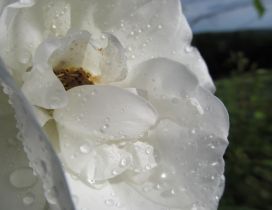 White flower with raindrops